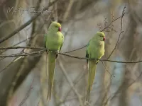 Parkieten [Psittaciformes]